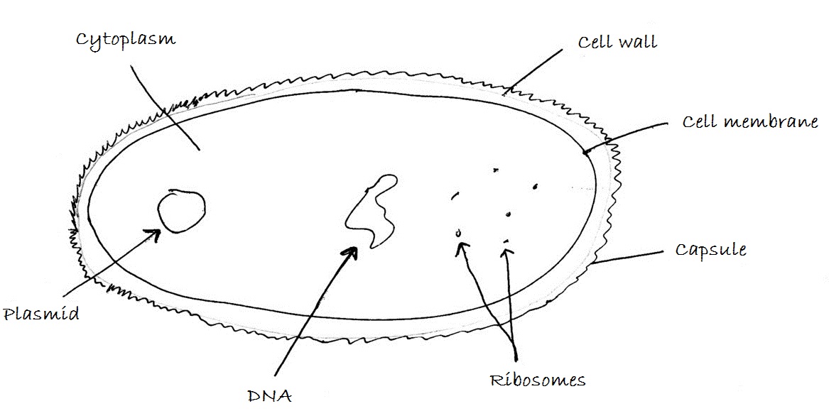 Leaving Cert. Biology (Higher) 2013: Q12