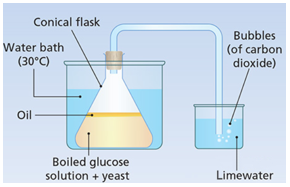 leaving cert biology iaa experiment