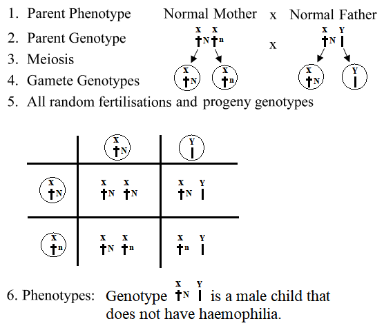 Leaving Certificate Biology (Higher) 2023: Q13